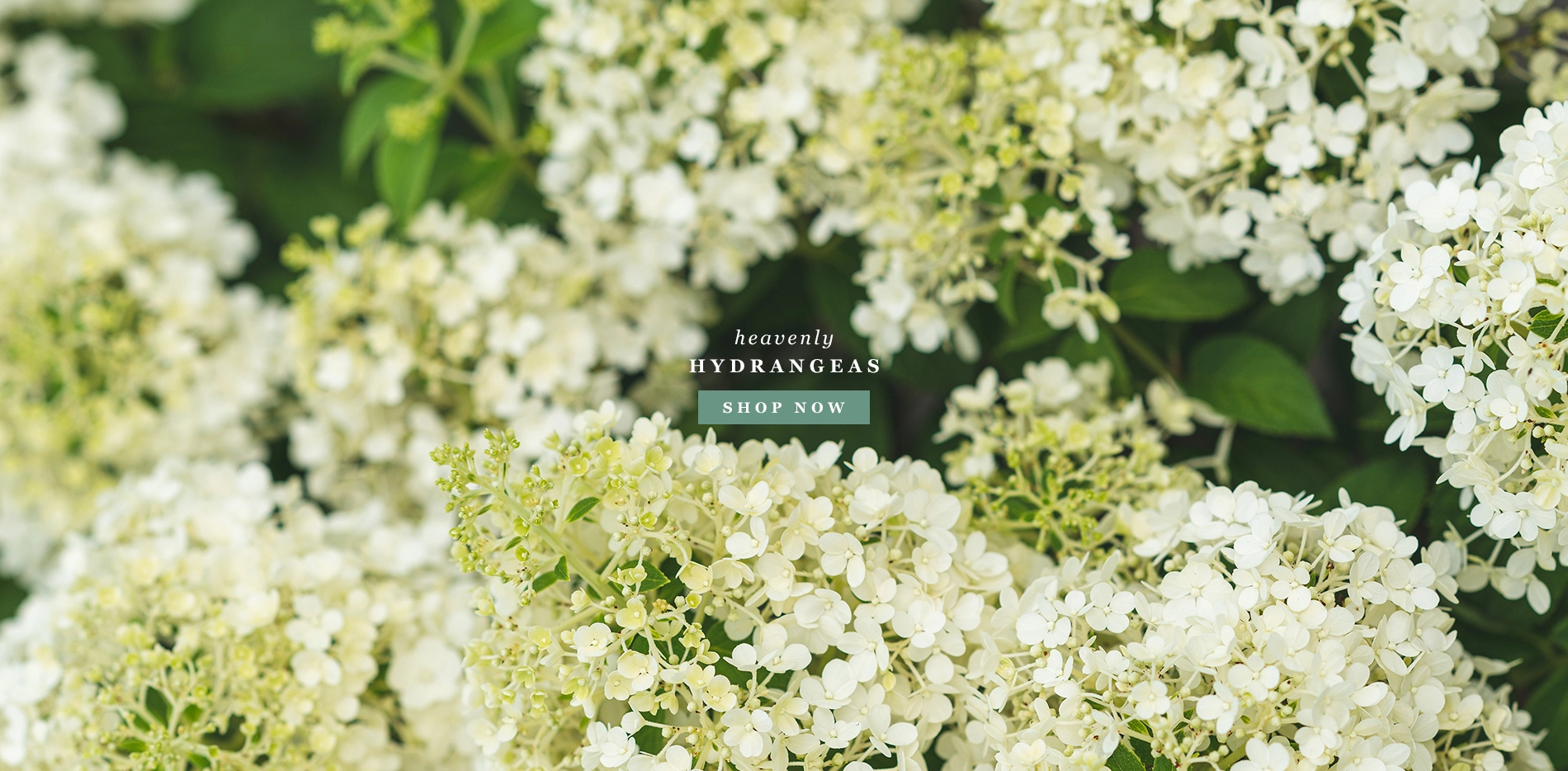 Hydrangea