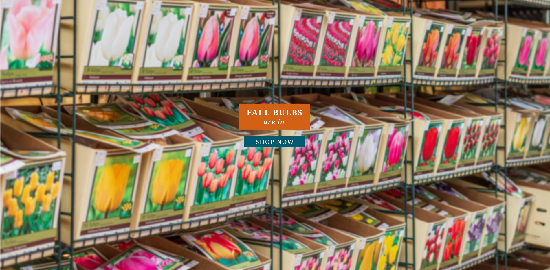 Fall Bulbs