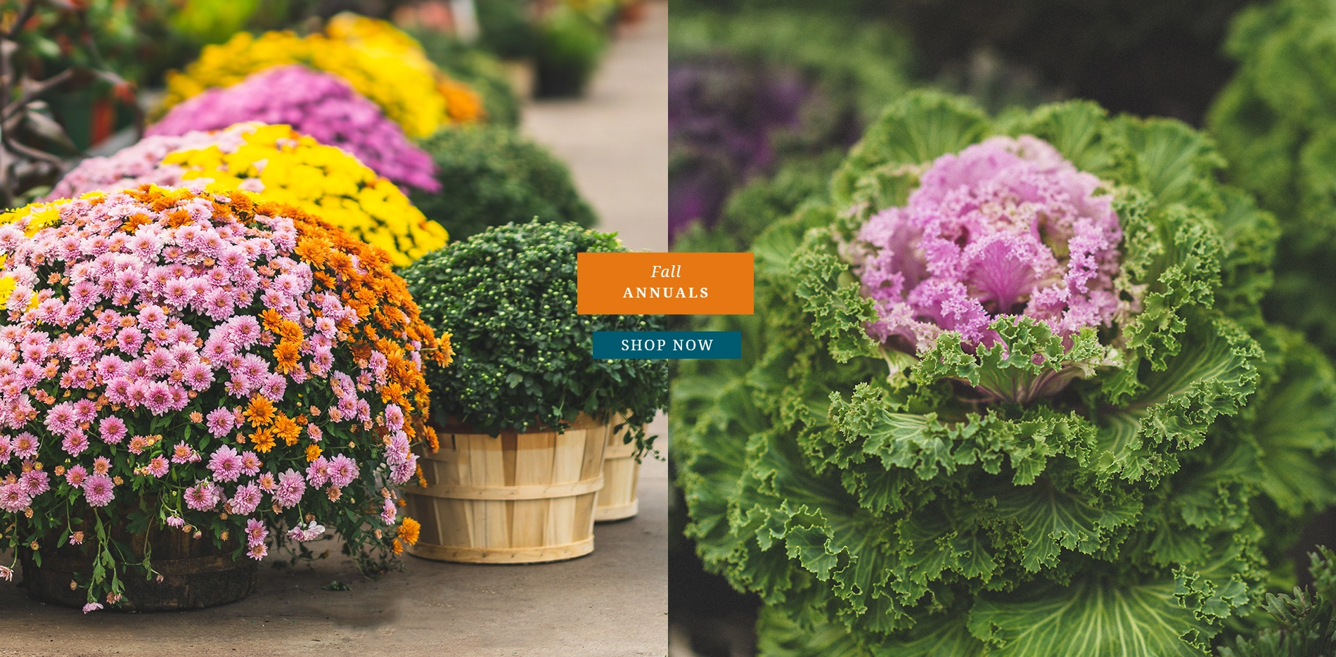 Fall Annuals