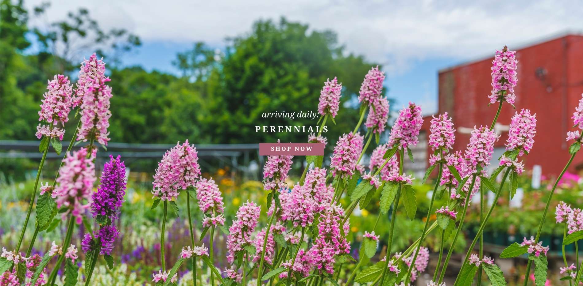 Perennials