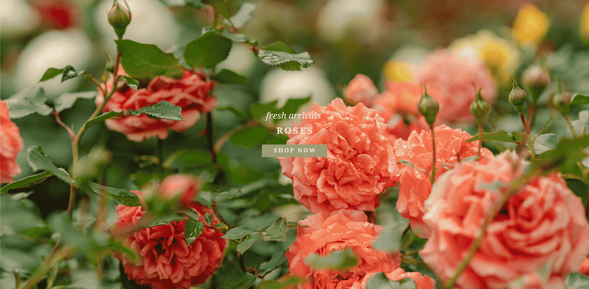 Roses