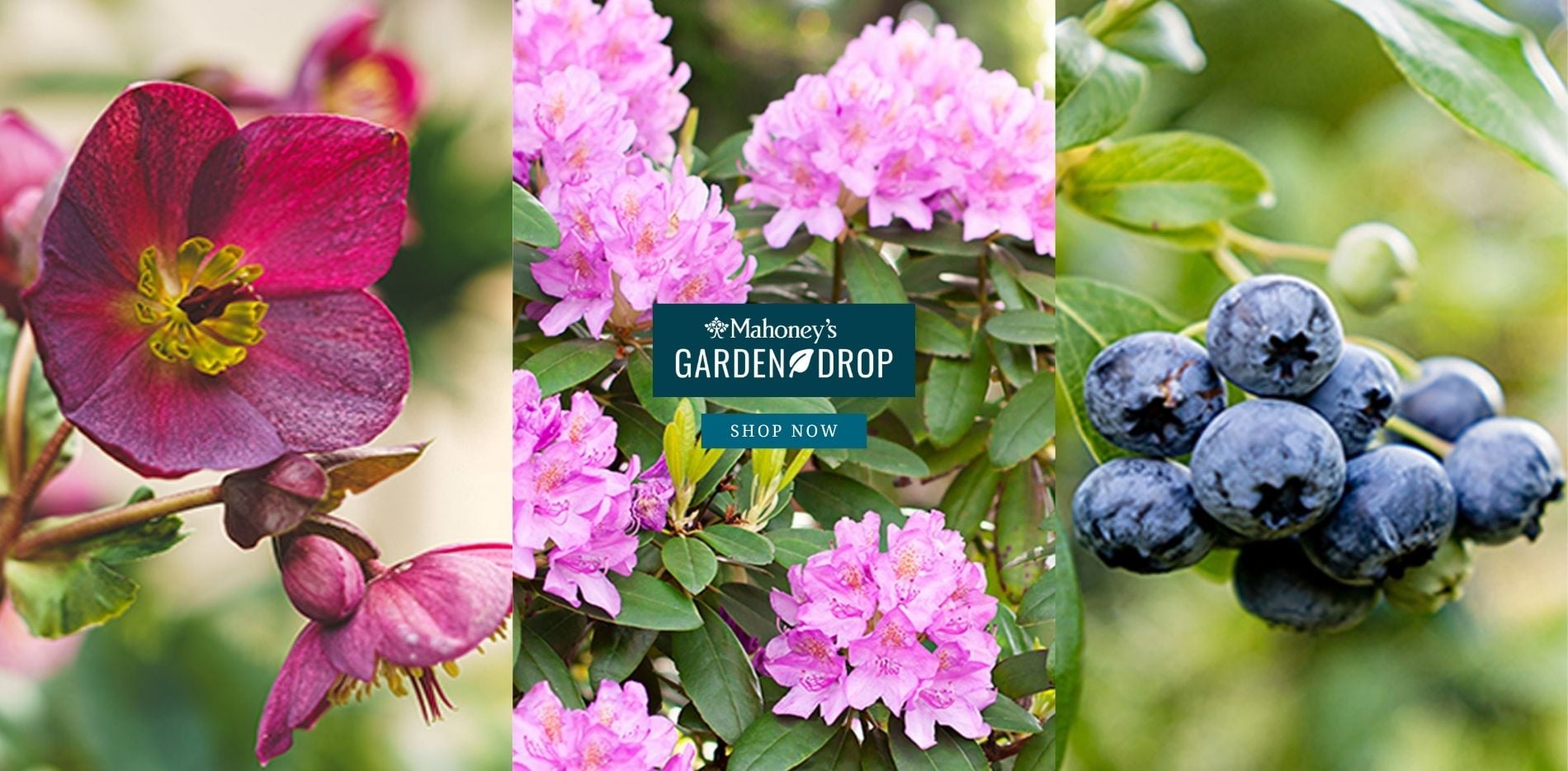 Garden Drop