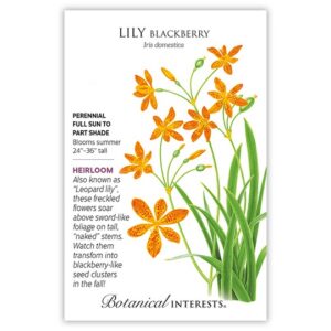 Lily- Blackberry Seeds