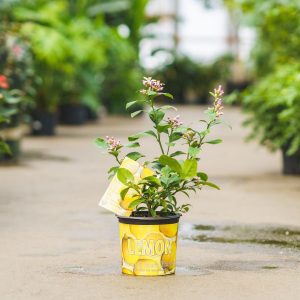 Lemon Tree – Meyer – #1 Container