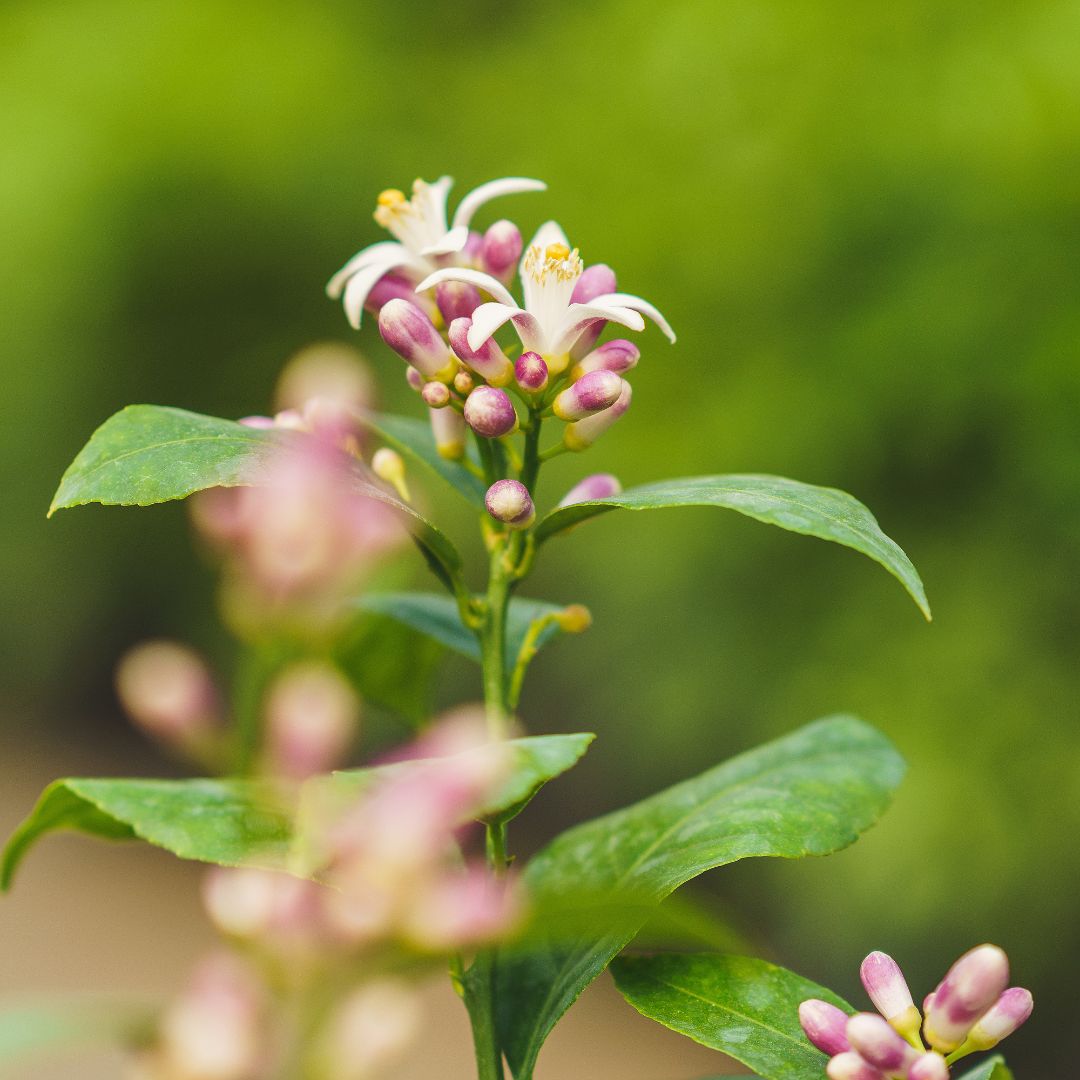 Lemon Tree - Meyer - #1 Container | Mahoney's Garden Center