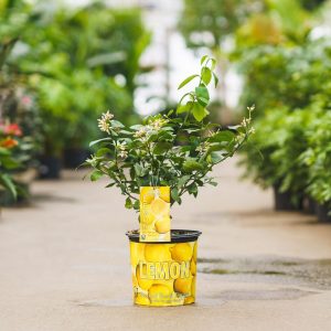 Lemon Tree – Meyer – #3 Container
