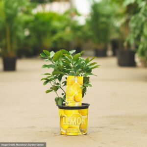 Lemon – Ponderosa – #1 Container