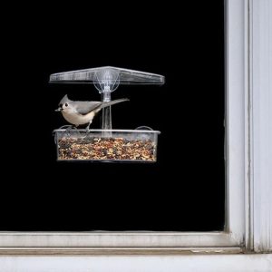 Observer Window Bird Feeder – Droll Yankees – 2 Cups