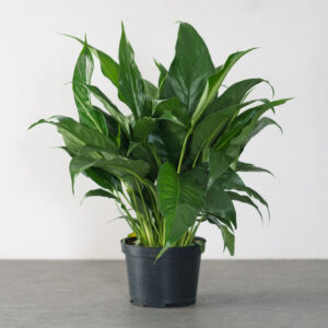 Peace Lily – 6″ Pot