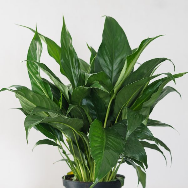 philodendron hederaceum Philodendron hederaceum 'Silver Stripe' main image 1