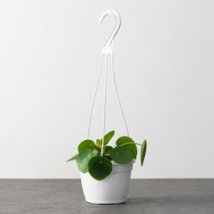 Pilea Peperomioides – 6″ Hanging Basket