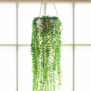 String of Pearls – 6″ Hanging Basket