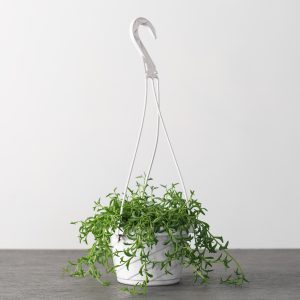 String of Dolphins – 6″ Hanging Basket