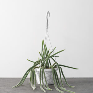 Cactus Rattail – 6″ Hanging Basket