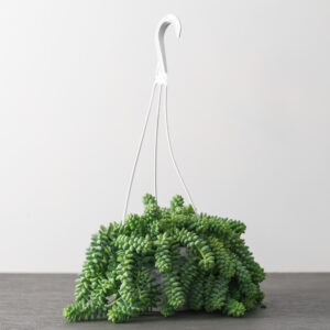 Burro's Tail - 6" Hanging Basket