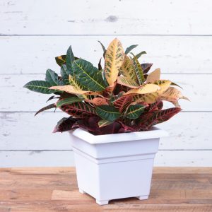 Countryside Tub Planter 14″ – White