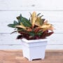 Countryside Tub Planter 14″ – White