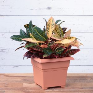 Countryside Tub Planter 14″ – Terra