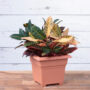Countryside Tub Planter 14″ – Terra