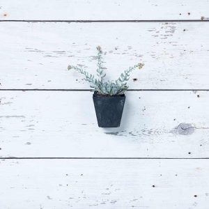 Ella Wall Planter 5.5″ – Artstone Black