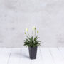 Ella Tall Planter 13.5″ – Artstone Black