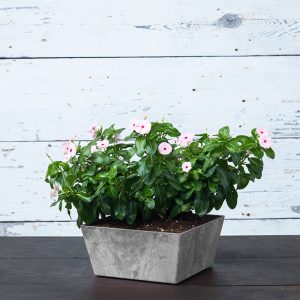 Ella Low Square Planter 10″ – Artstone Grey
