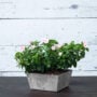 Ella Low Square Planter 10″ – Artstone Grey