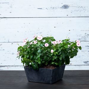 Ella Low Square Planter 10″ – Artstone Black
