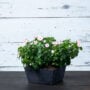 Ella Low Square Planter 10″ – Artstone Black