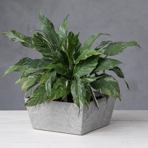 Ella Low Square Planter 12″ – Artstone Grey