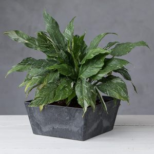 Ella Low Square Planter 12″ – Artstone Black
