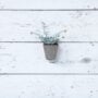 Ella Wall Planter 5.5″ – Artstone Grey