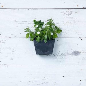 Ella Wall Planter 8.5″ – Artstone Black