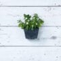 Ella Wall Planter 8.5″ – Artstone Black