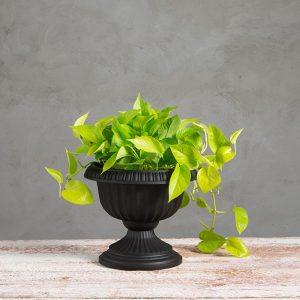 Grecian Urn Planter 12″ – Black