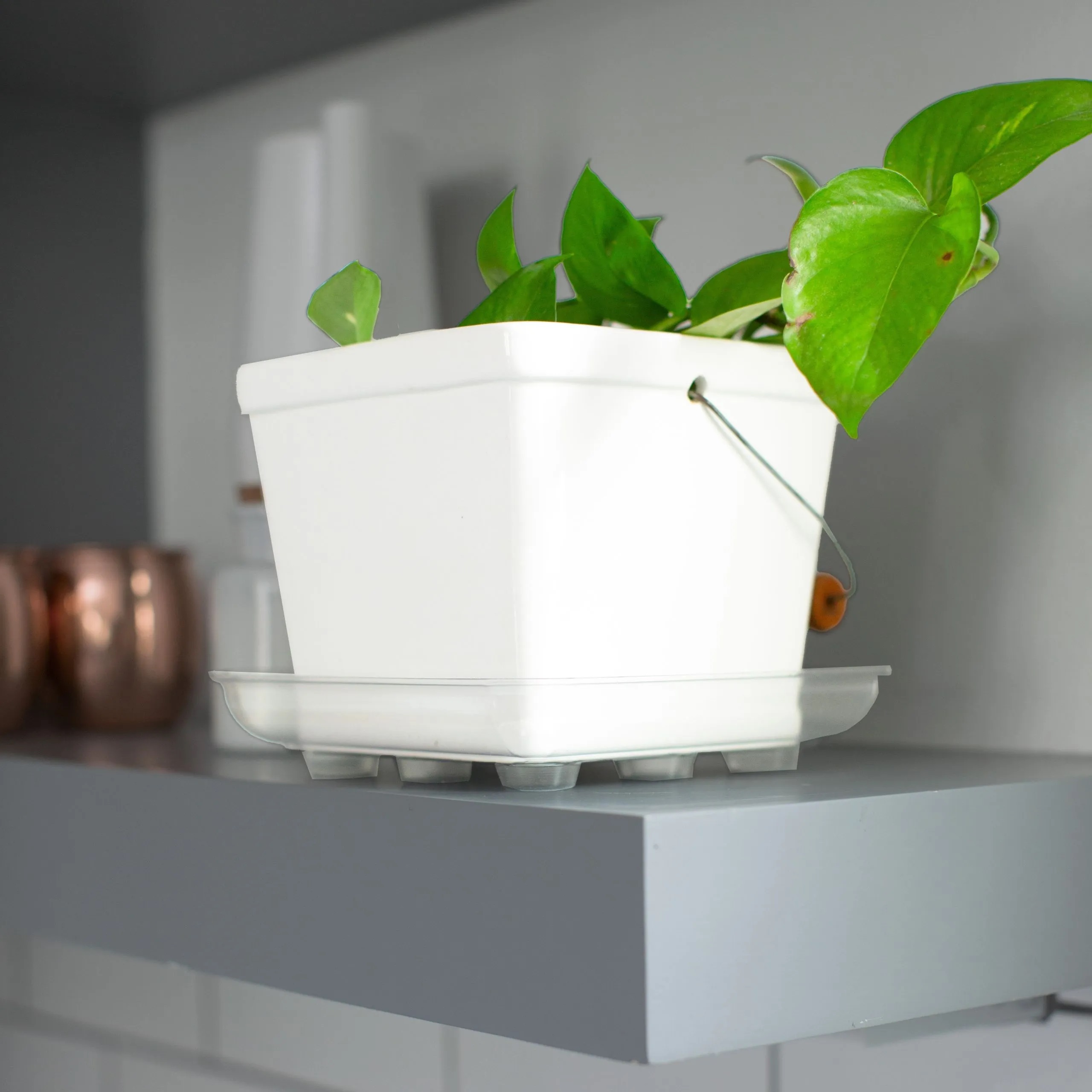 Square Designer Plant Saucer 14" - Clear | Mahoney's Garden Center