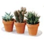 Plantpak Planter Tray 6″x18″ – Clear