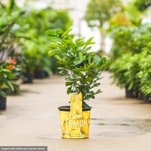 Lemon Tree – Ponderosa – #3 Container