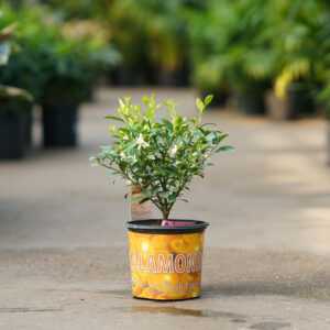 Calamondin Tree – #1 Container