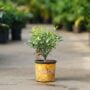 Calamondin Tree – #1 Container
