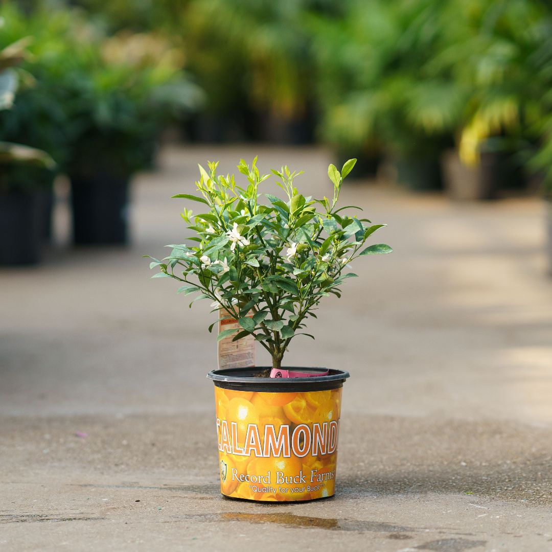 ferm living plant box rund Pidestall Planter: Quick Ship main image 1