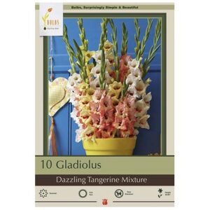 Gladiolus Large Flowering – Dazzling Tangerine Mix – 10Pack