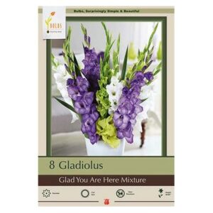 Gladiolus Large Flowering – Glad You Are Here Mix – 10 Pack