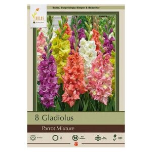 Gladiolus Large Flowering – Parrot Mix – 6 Pack