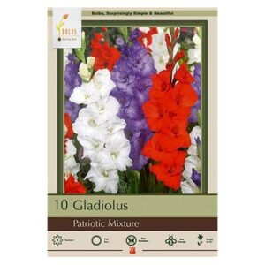 Gladiolus Large Flowering – Patriotic Mix – 10 Pack