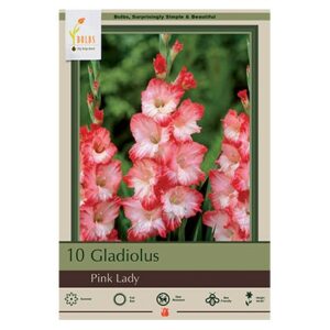 Galdiolus Large Flowering – Pink Lady – 10 Pack