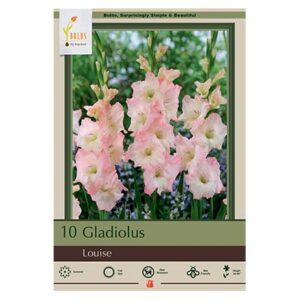 Gladiolus Large Flowering – Louise – 10 Pack