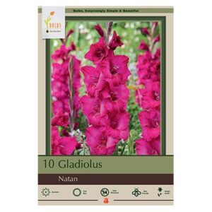 Gladiolous Large Flowering – Natan – 10 Pack