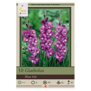 Gladiolus Large Flowering – Blue Isle – 10 Pack