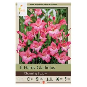 Gladiolus Nanus – Charming Beauty – 12 Pack